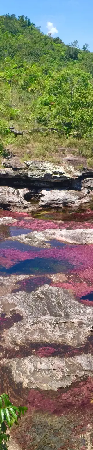 Das Farbenspiel des Caño Cristales